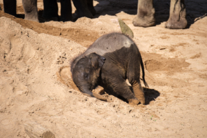 22.8.2020 - Kölner Zoo, Indischer Elefant