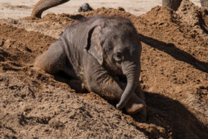 22.8.2020 - Kölner Zoo, Indischer Elefant