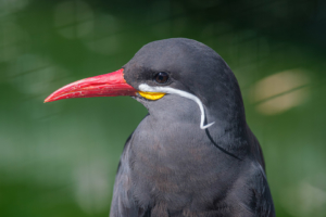 22.8.2020 - Kölner Zoo, Inkaseeschwalbe