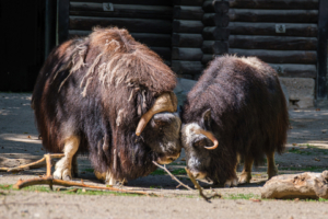 22.8.2020 - Kölner Zoo, Moschusochsen