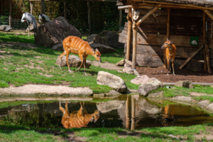 22.8.2020 - Kölner Zoo, Sitatunga