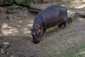 22.8.2020 - Kölner Zoo, Hippo-Baby