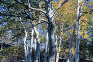 22.10.2020 - Wanderung Monte Sartorius