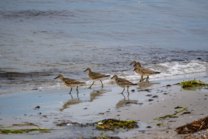 29.8.2023 - Prerow, Birding am Nordstrand - Knutt