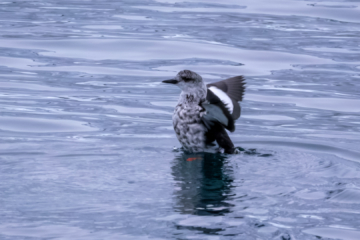 20.2.2024 - Hamn i Senja, Black Guillemot (Lumme, Gryllteiste ;-)