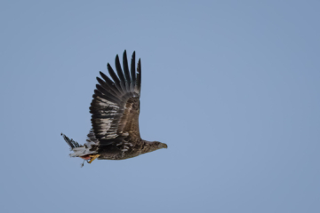 22.2.2024 - Finnæter, Seeadler