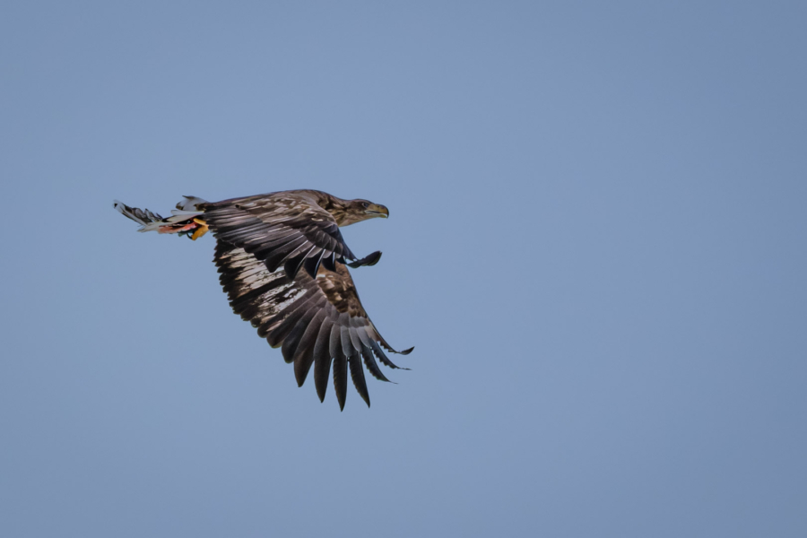 22.2.2024 - Finnæter, Seeadler