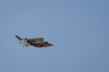 22.2.2024 - Finnæter, Seeadler