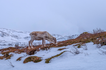 24.2.2024 - kurz vor Sommarøy: Rentier