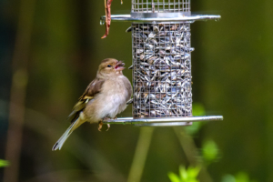 28.3.2024 - Buchfink im Garten