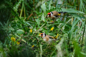 10.6.2024 - Levington Lagoon - Goldfinch / Stieglitz