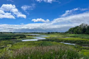 10.6.2024 - Levington Lagoon