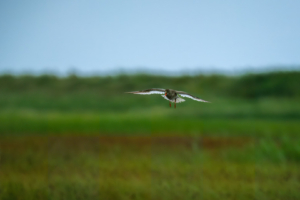 11.6.2024 - Orford Ness Nature Reserve, Redshank / Rotschenkel