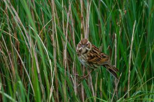 11.6.2024 - Orford Ness Nature Reserve, Reed Bunting (w) / Rohrammer