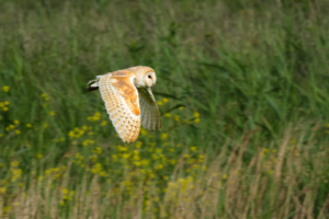 11.6.2024 - Orford Wanderung, Barn Owl / Schleiereule