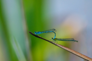 13.6.2024 - RSPB Minsmere, Azure Demselfly / Hufeisen-Azurjungfer