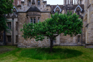 14.6.2024 - Cambridge, Trinity College, Newton&#039;s Apple Tree