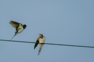 15.6.2024 - Wicken Fen Natur Reserve, Barn Swallow / Rauchschwalbe