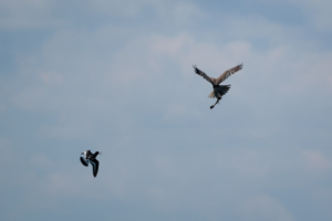 16.6.2024 - Holme Dunes Nature Reserve, Marsh Harrier mit Beute, gejagt von Oystercatcher