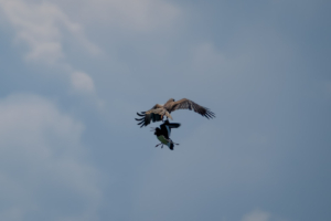 16.6.2024 - Holme Dunes Nature Reserve, Marsh Harrier mit Beute, gejagt von Oystercatcher