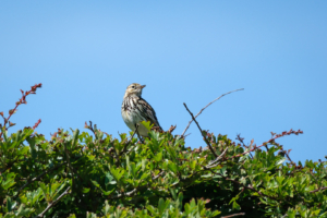 16.6.2024 - Holme Dunes Nature Reserve, Tree Pipit / Baumpieper