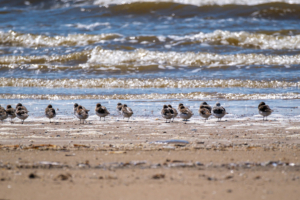 16.6.2024 - Holme Dunes Nature Reserve, Sanderling