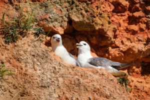 16.6.2024 - Hunstanton Cliffs, Northern Fulmar / Eissturmvogel