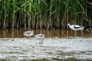 17.6.2024 - RSPB Titchwell Marsh, Avocet / Säbelschnäbler