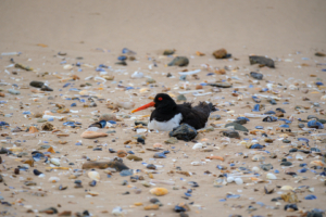 17.6.2024 - RSPB Titchwell Marsh, Oystercatcher / Austernfischer