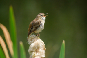 17.6.2024 - RSPB Titchwell Marsh, Sedge Warbler / Schilfrohrsänger