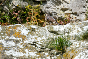 22.6.2024 - Falkenpirsch in Malhalm Cove, Peregrine Falcon / Wanderfalke