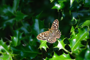 24.6.2024 - Whitby Wanderung, Speckled Wood Butterfly / Waldbrettspiel