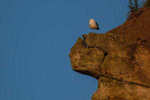 28.6.2024 - Whitby East Cliff, Herring Gull / Silbermöwe