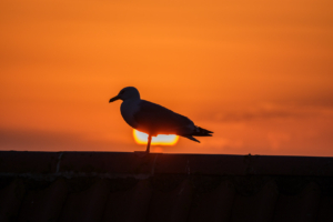 28.6.2024 - Whitby, Herring Gull / Silbermöwe