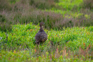 30.6.2024 - North York Moores NP, Red Grouse / Moorschneehuhn (w)