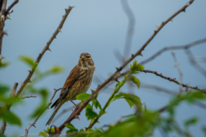 30.6.2024 - Blackhall Rocks, Linnet / Bluthänfling (w)