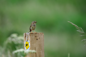 30.6.2024 - Blackhall Rocks, Meadow Pipit / Wiesenpieper