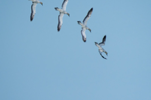 30.6.2024 - Druridge Bay Beach, Gannet / Basstölpel (jagt)