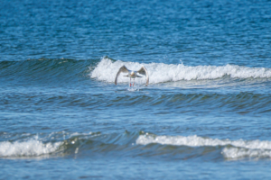 30.6.2024 - Druridge Bay Beach, Herring Gull / Silbermöwe