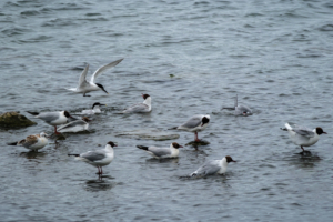 1.7.2024 - Hauxley Nature Reserve, Sandwich Tern / Brandseeschwalbe