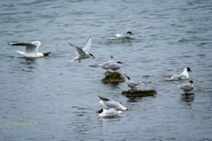 1.7.2024 - Hauxley Nature Reserve, Arctic Tern / Küstenseeschwalbe (auch juvenil)