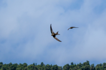 5.9.2024 - Roque de los Muchachos, Einfarbsegler / Plain Swift