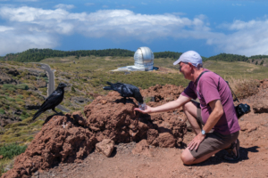 5.9.2024 - Roque de los Muchachos, die Kolkraben sind handzahm