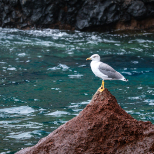 La Palma 2024 – Vögel