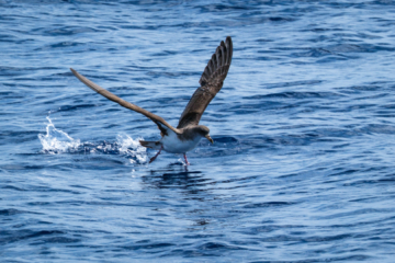 6.9.2024 - Bootstour von Tazacorte, Sepiasturmvogel / Cory&#039;s Shearwater