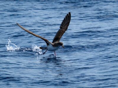 6.9.2024 - Bootstour von Tazacorte, Sepiasturmvogel / Cory's Shearwater