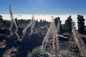 8.9.2024 - Llano de los Animas, Natternkopf-Pflanzen