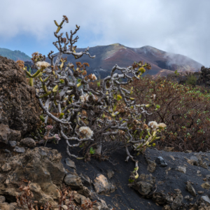 La Palma 2024 – Cumbre Vieja