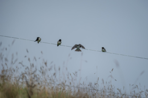 22.9.2024 - Wanderung Poldhu Cove, Barn Swallow / Rauchschwalbe