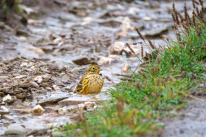 22.9.2024 - Wanderung Poldhu Cove, Meadow Pipit / Wiesenpieper